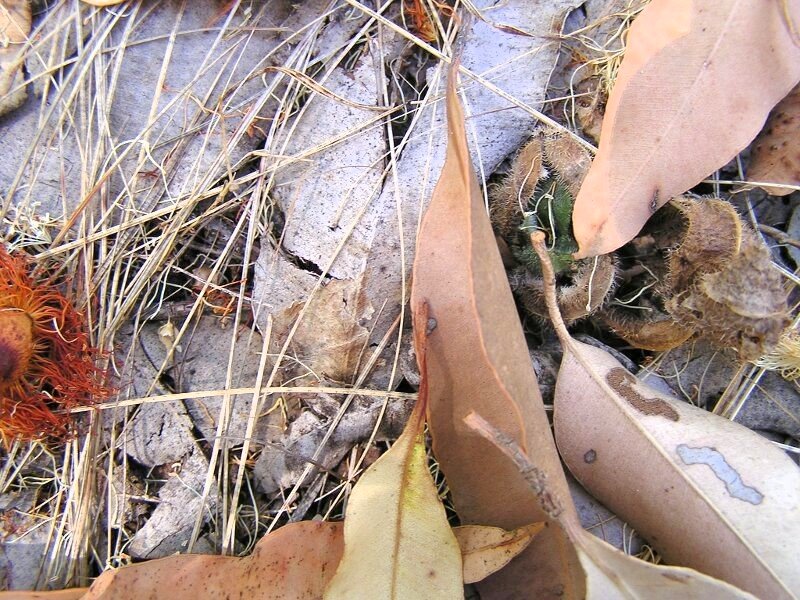Leaves 1